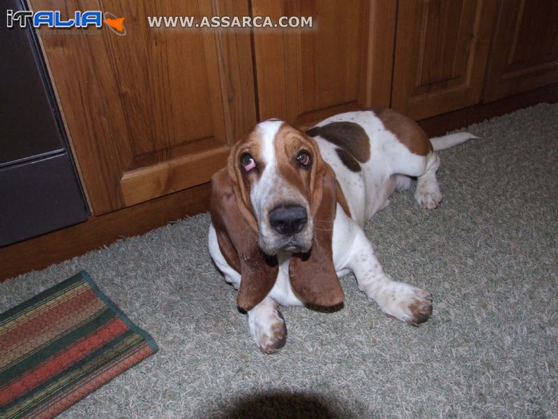 BASSETTHON