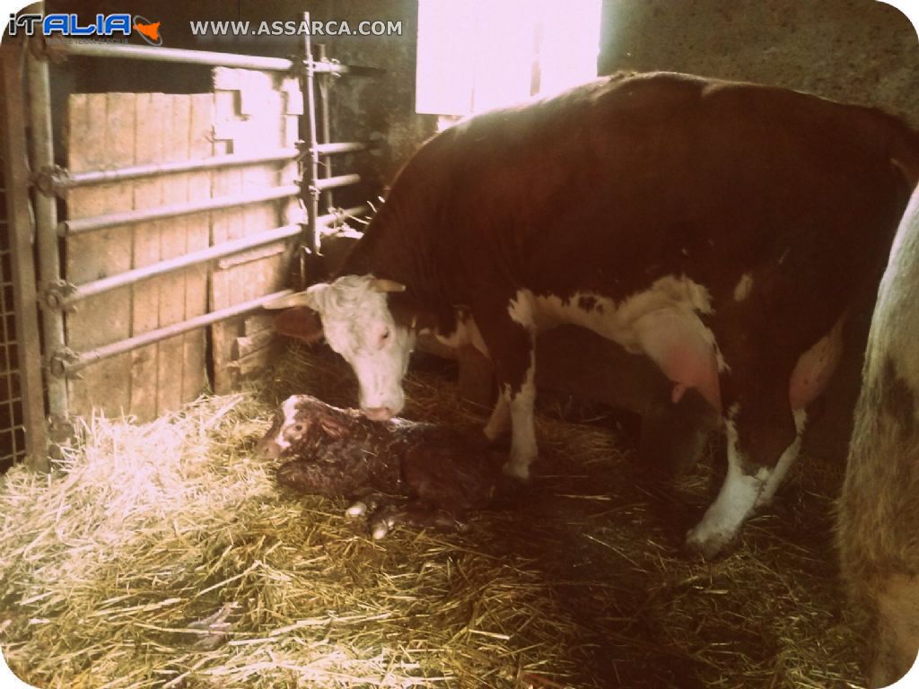 La vitellina Adalgisa appena nata.