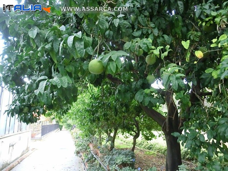 Orto Botanico del comune di Palermo