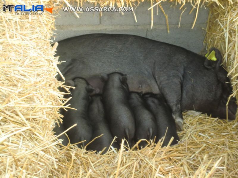 la poppata dei cuccioli