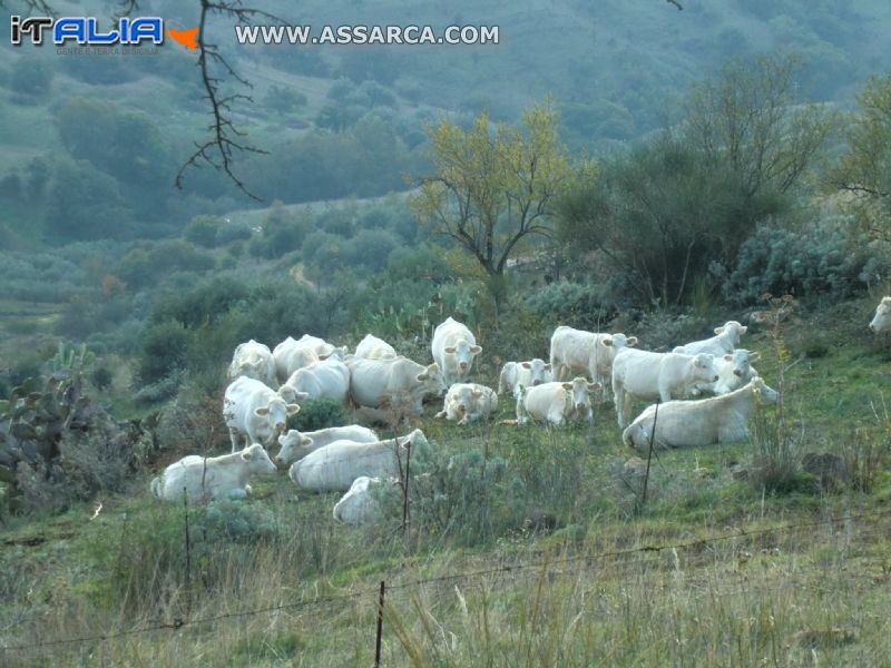 vitelli al riposo