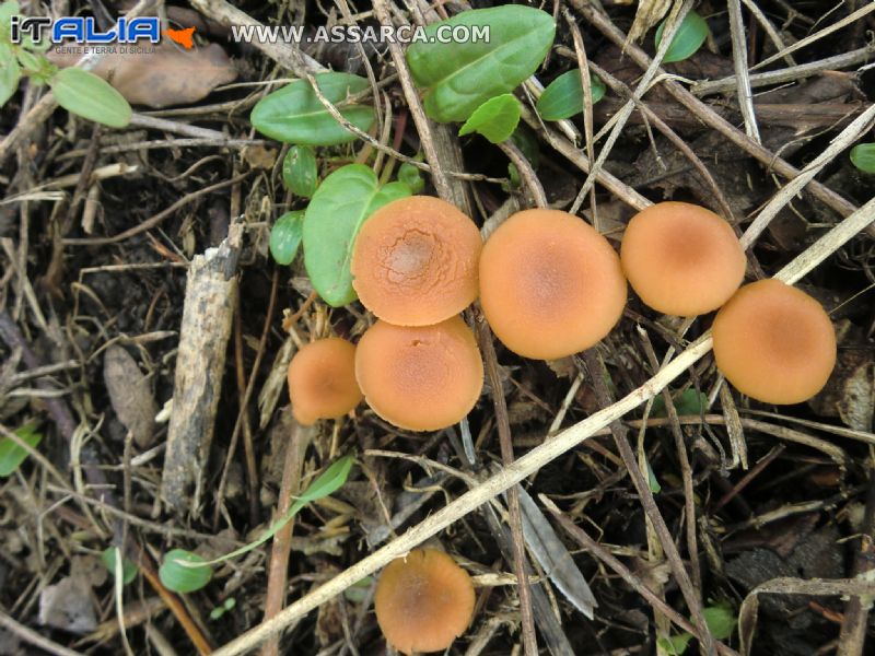 piccoli funghi
