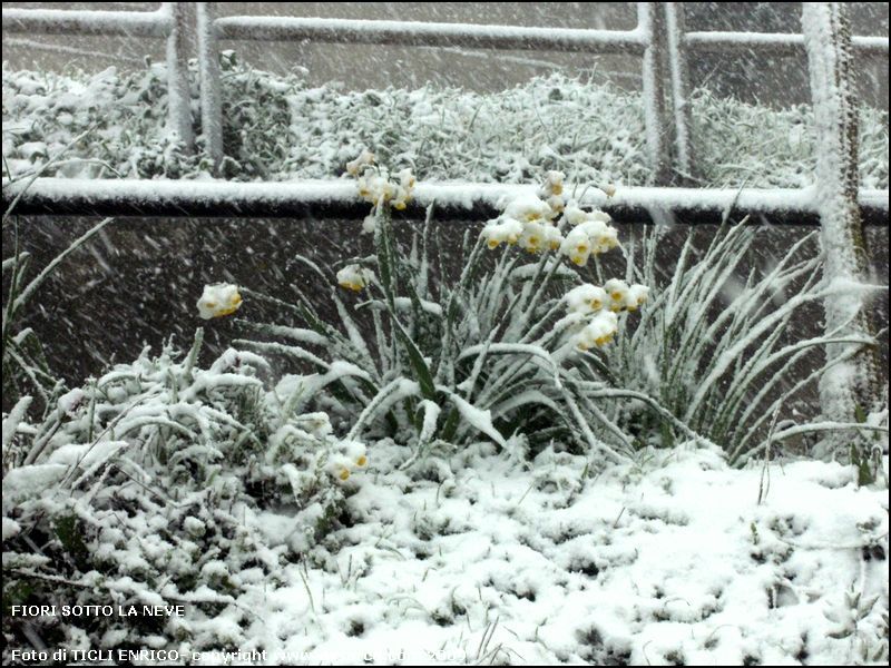 Fiori sotto la neve