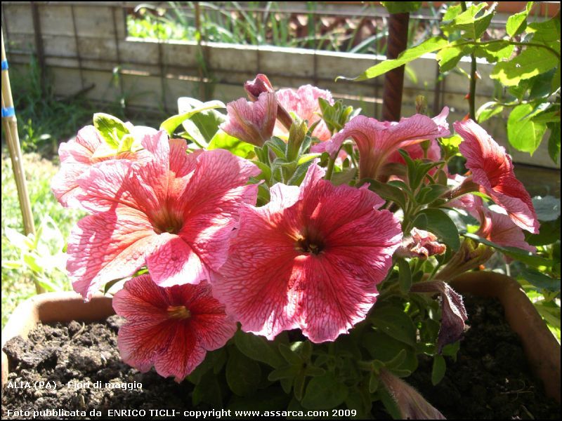 Fiori di maggio