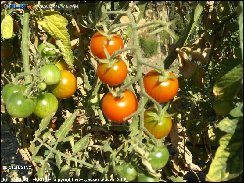 Il ciliegino