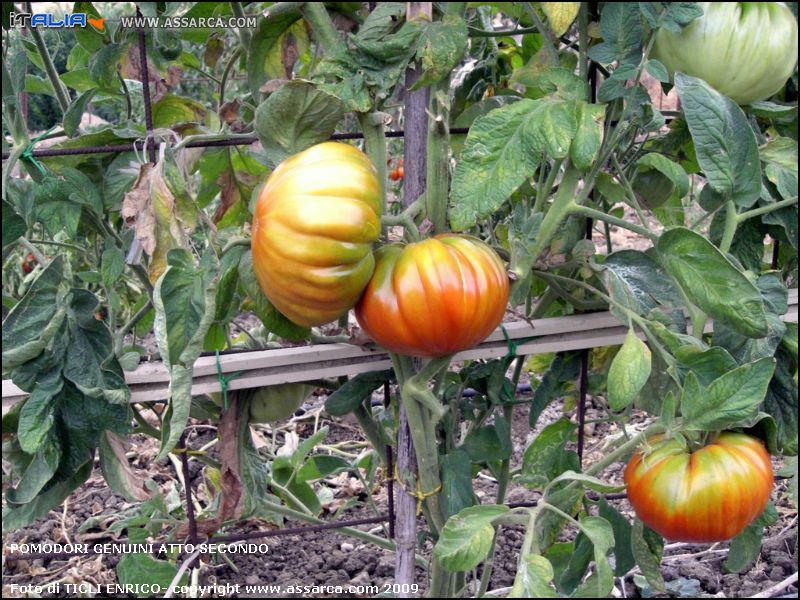 Pomodori genuini atto secondo