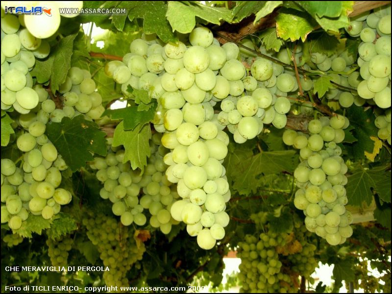 Che meraviglia di pergola