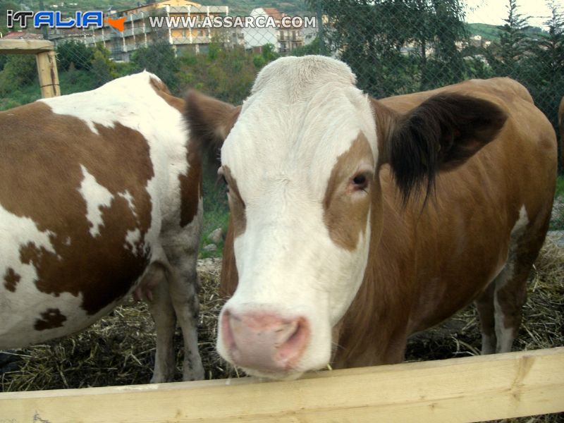 Valledolmo: Dodicesima edizione delle "GIORNATE DELL`AGRICOLTURA"