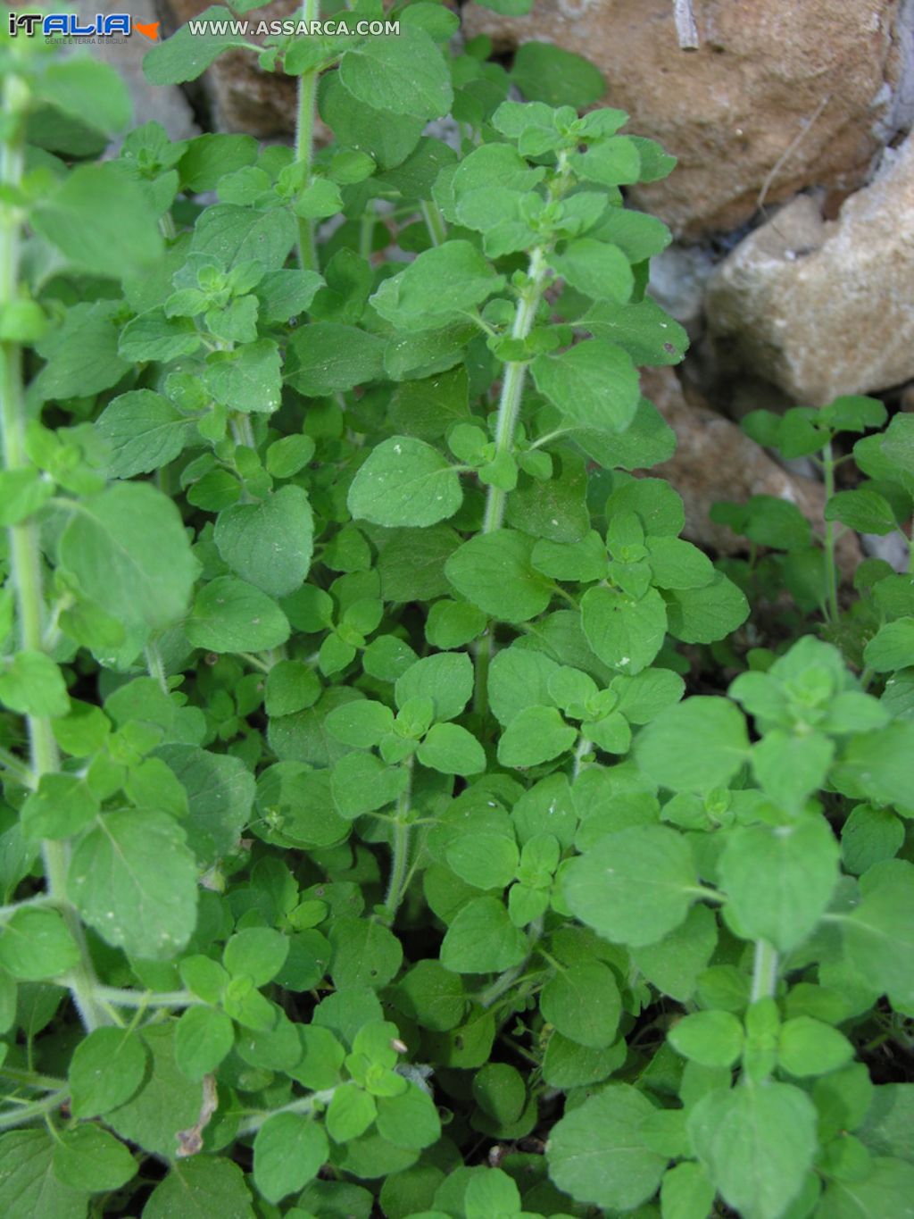 Calamintha nepeta, nepeta, nipitedda