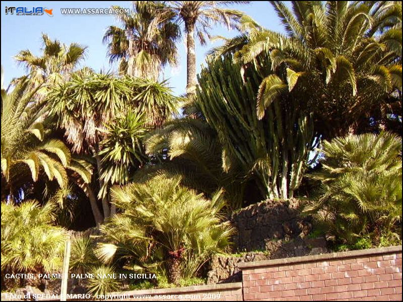 Cactus, palme e palme nane in Sicilia