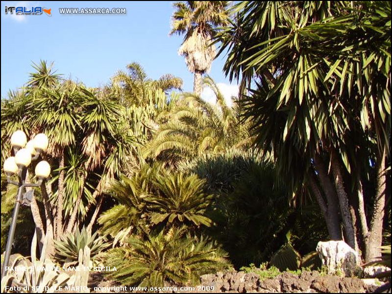 Palme,  palme nane e cactus in Sicila