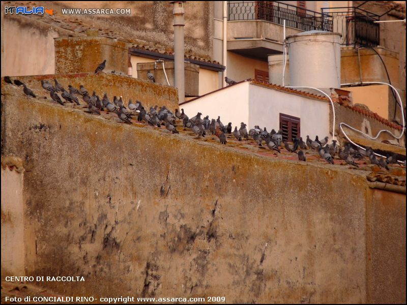 Centro di raccolta