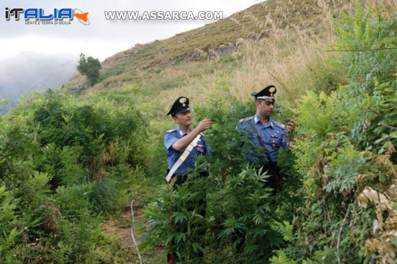 CARINI (PA) - Scoperta dai carabinieri una piantagione di cannabis