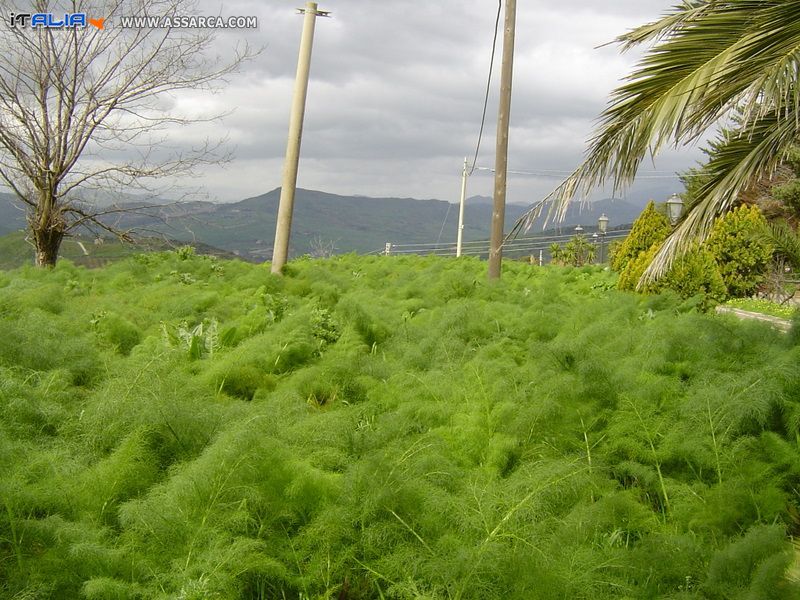 Spazi di verde pubblico