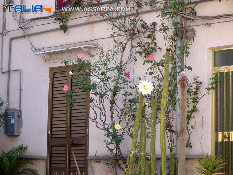 Cactus e rose di luglio