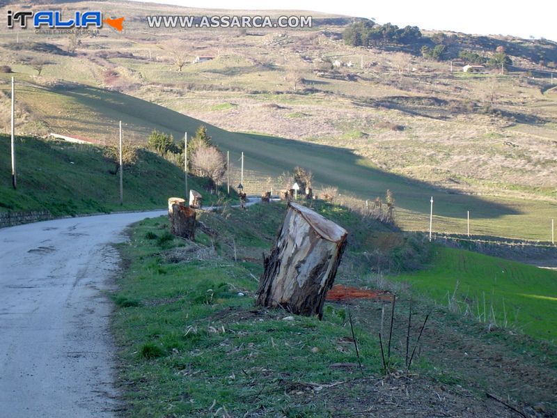 Alberi decapitati o natura violentata