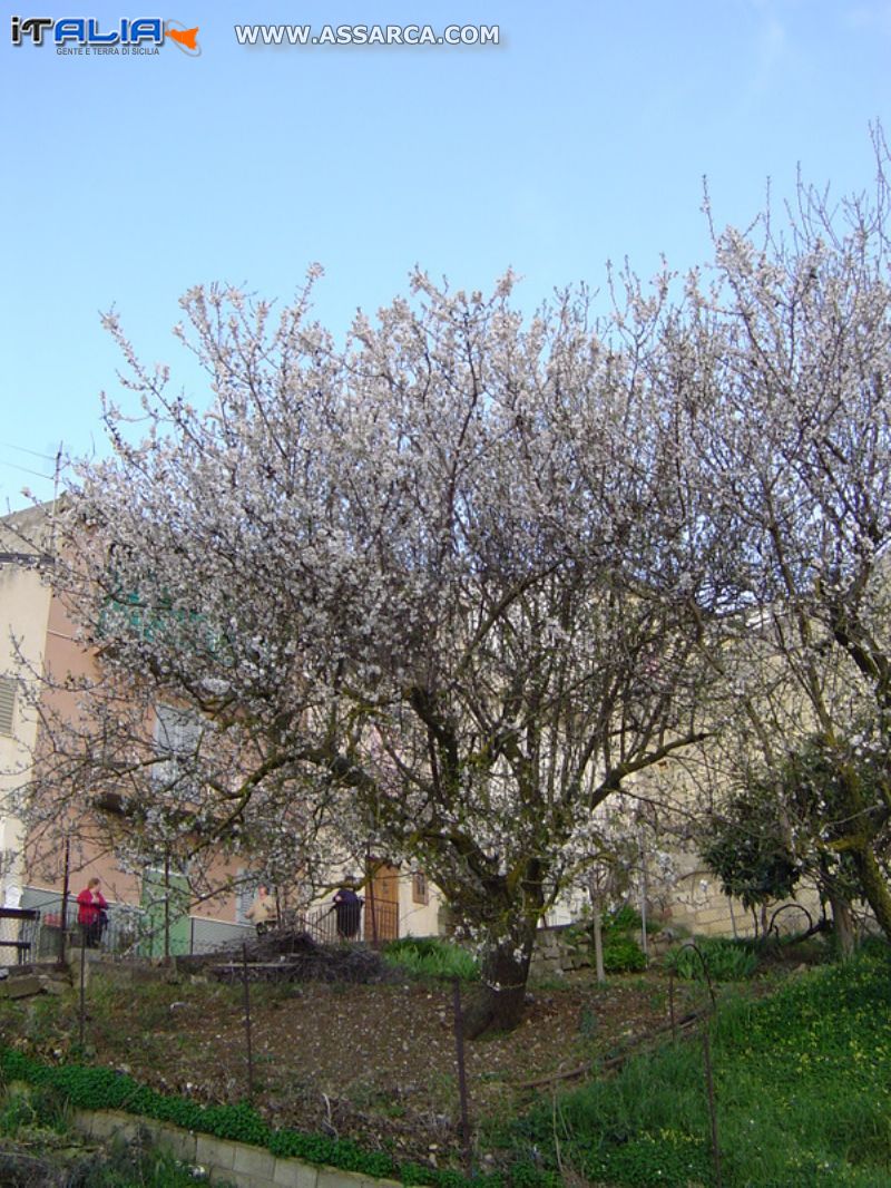 Un grande albero di mandorlo in fiore