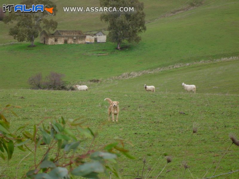 A guardia delle pecore