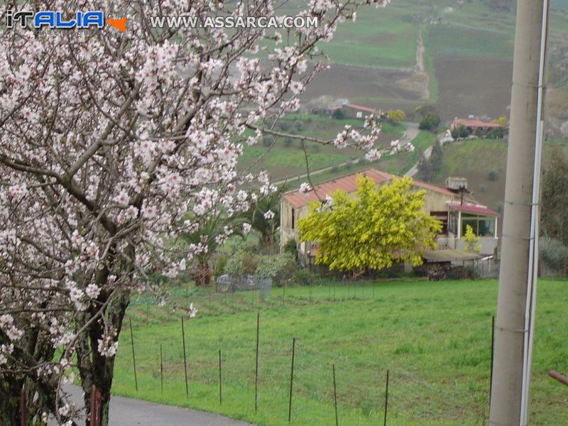 Alberi fioriti a.......................... confronto