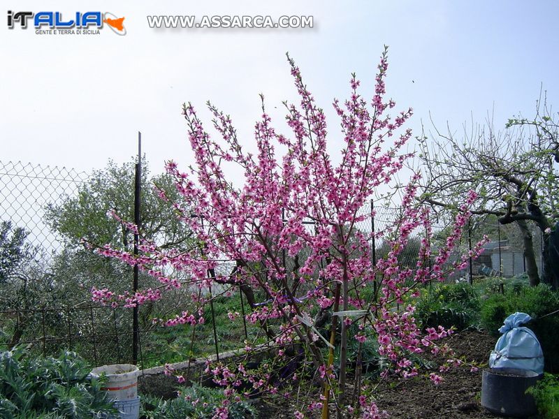 Albero di pesco in piena fioritura