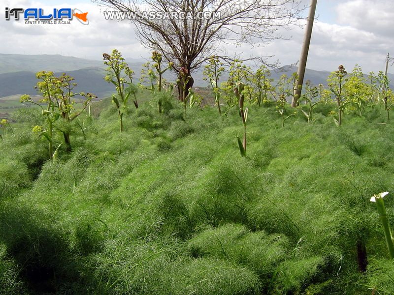 Ferle in piena vegetazione