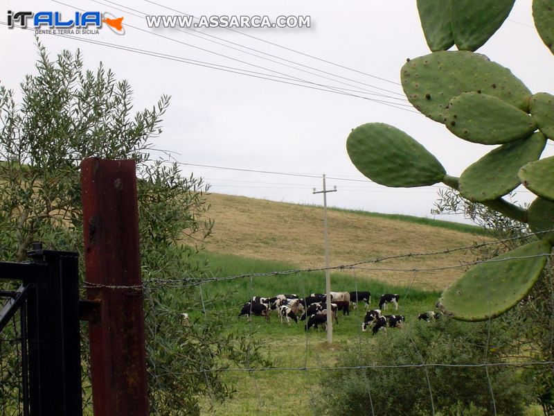 Territorio Cammaratese