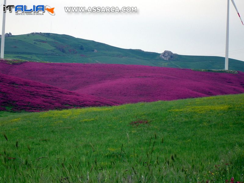 Campagna Cammaratese