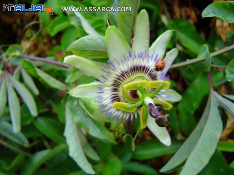 Coccinella sul fiore di Passiflora