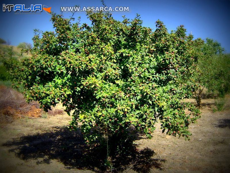 Pianta di nespolo stracarica di frutti.