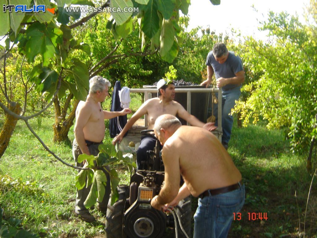 la vendemmia