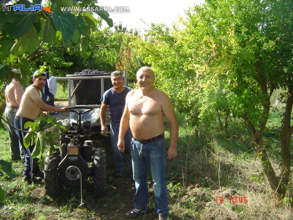 la vendemmia 2013