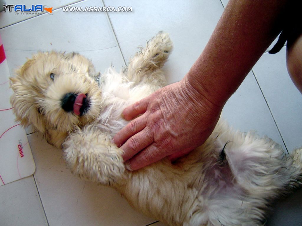 Aron....... il cagnolino di Giorgia