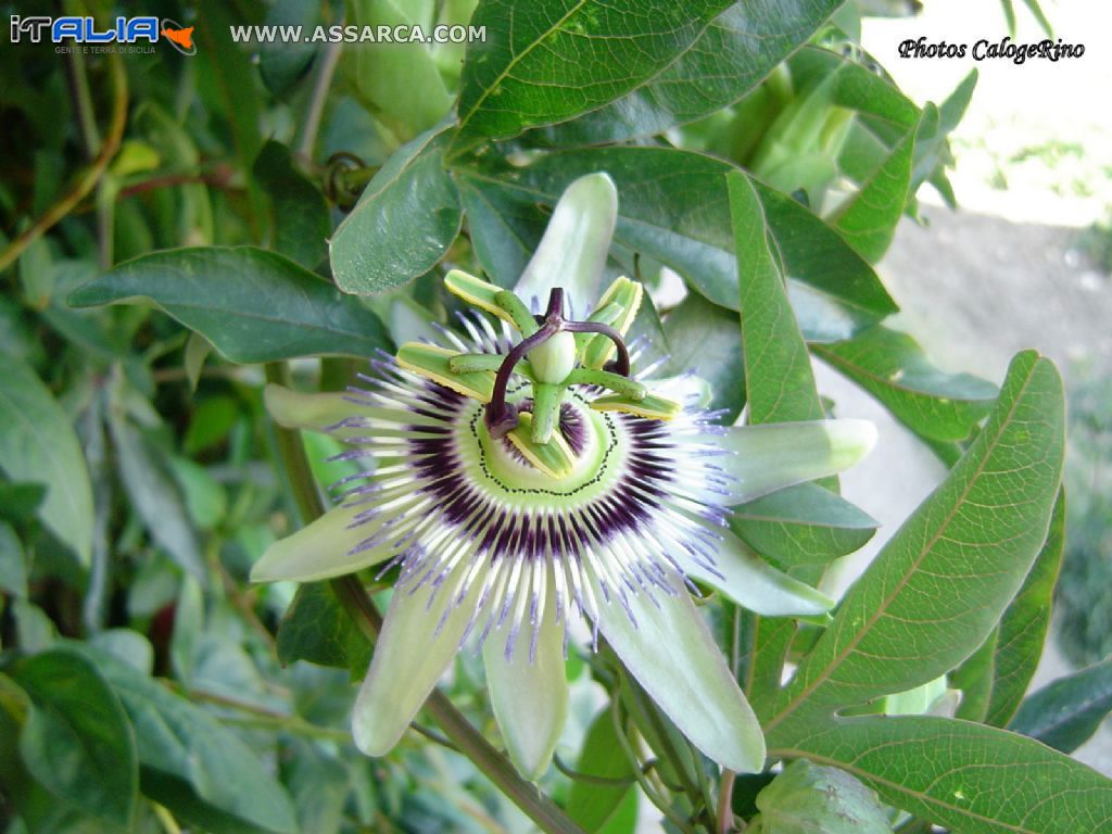 Pianta e fiore di Passiflora