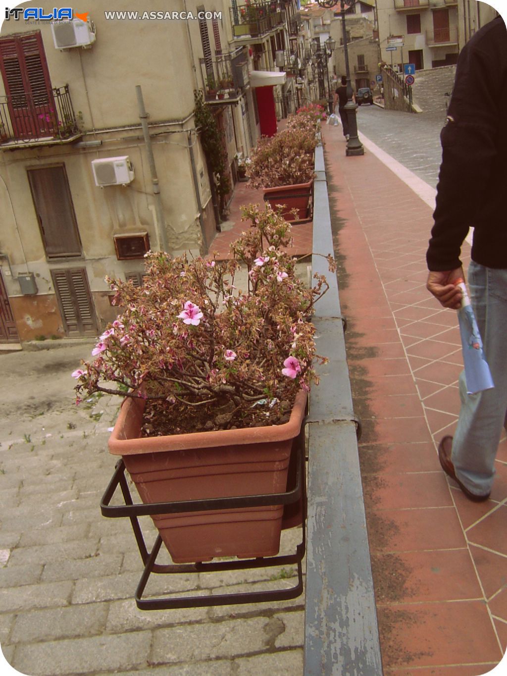 Balconate in fiore  - 31 may 2014