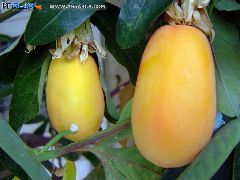 Frutti di passiflora
