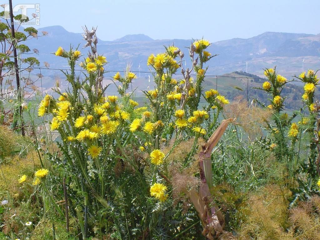 Piante selvatiche che meraviglia