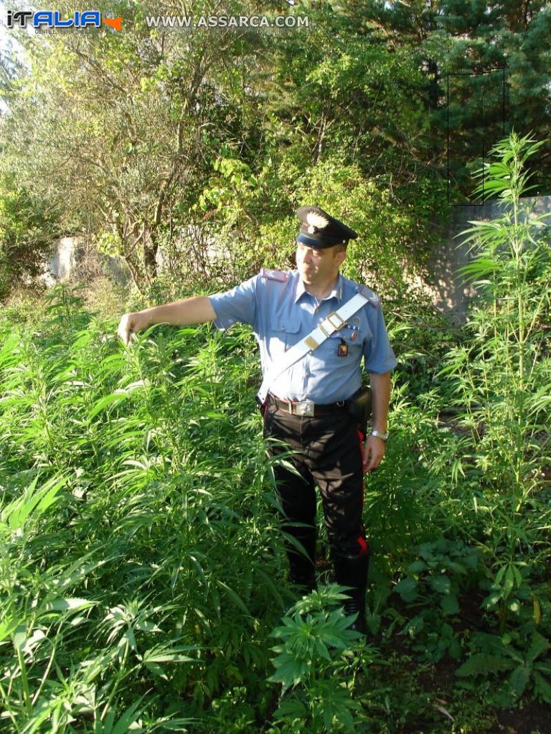 CARINI (PA) - Scoperta dai carabinieri una piantagione di cannabis