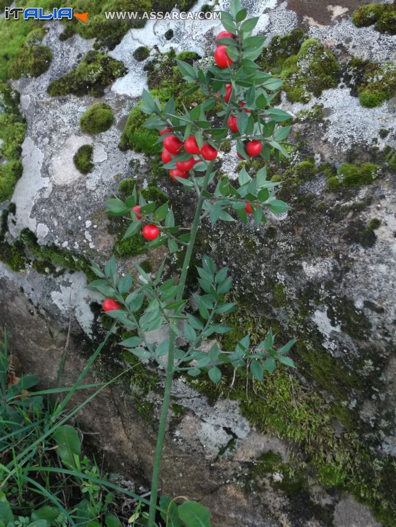 bellissimo....stelo di pungitopo..