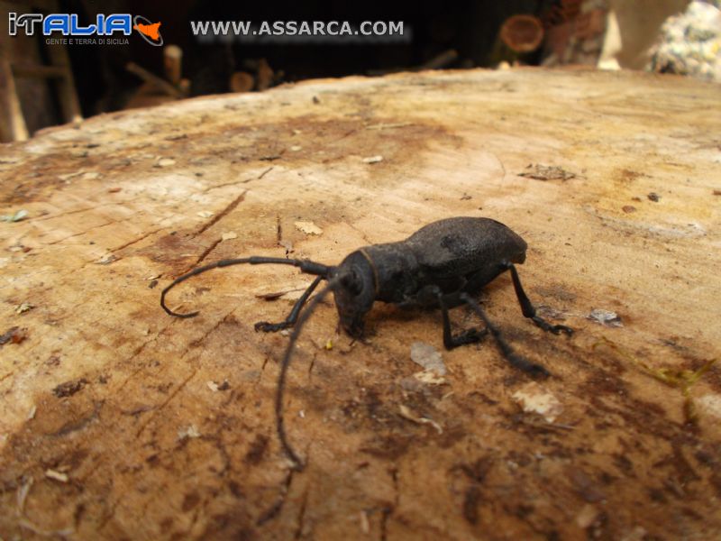 Lo scarabeo del legno dalle lunghe antenne.