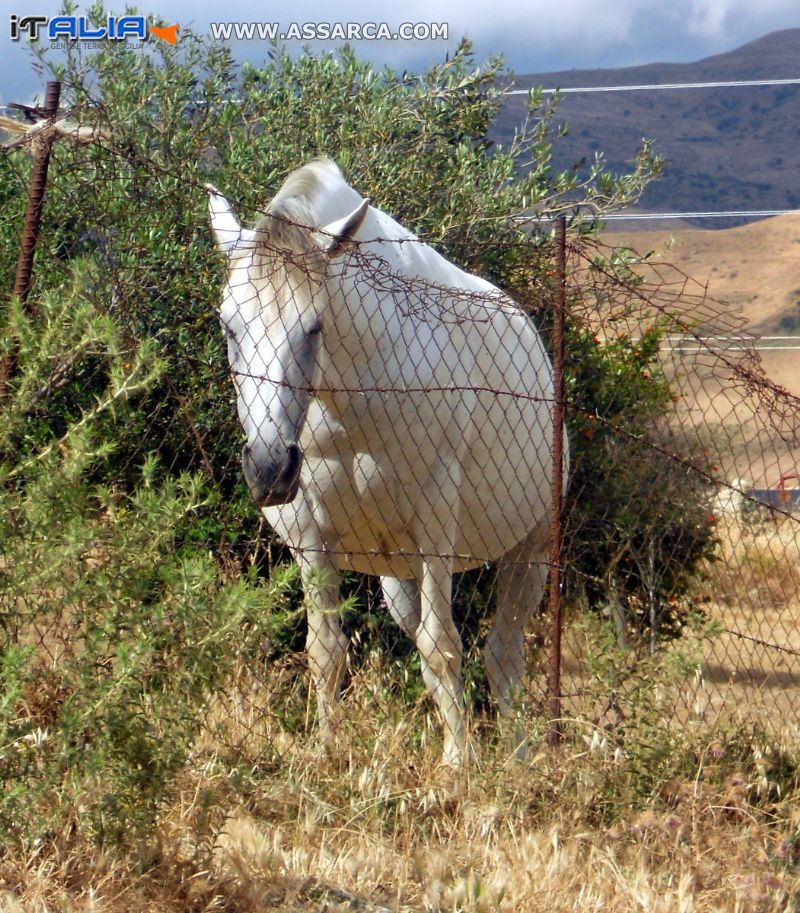 Cavallo bianco