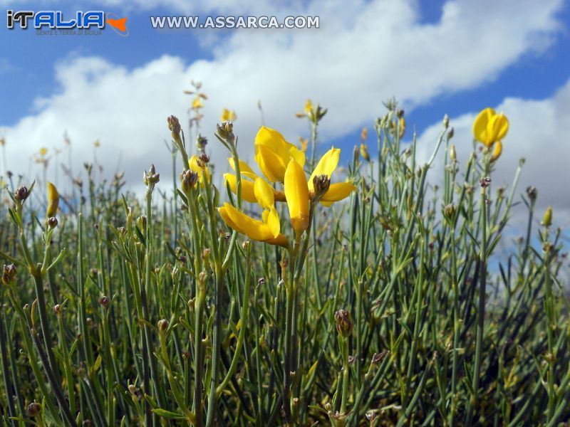 Fiori di ginestra