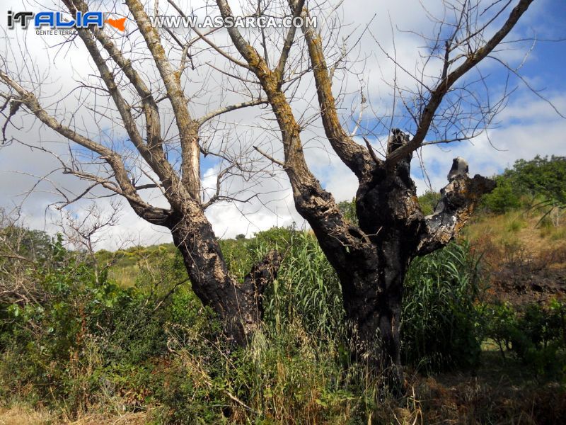 Alberi dal tronco bruciato