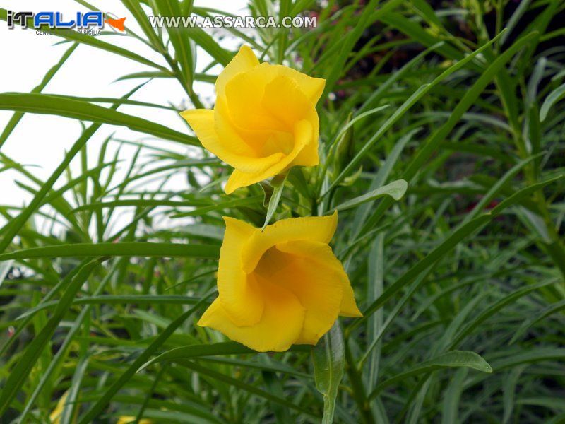 fiori di settembre