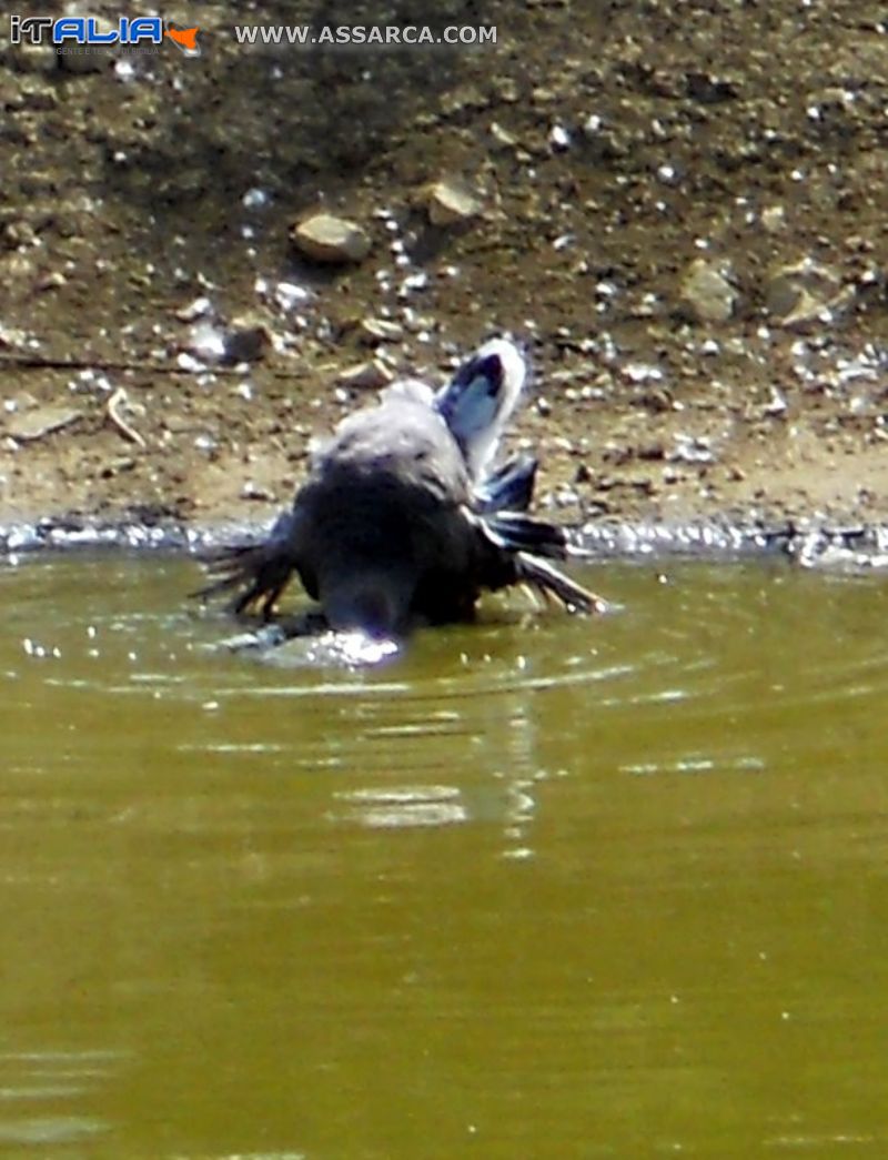 l`ora del bagno