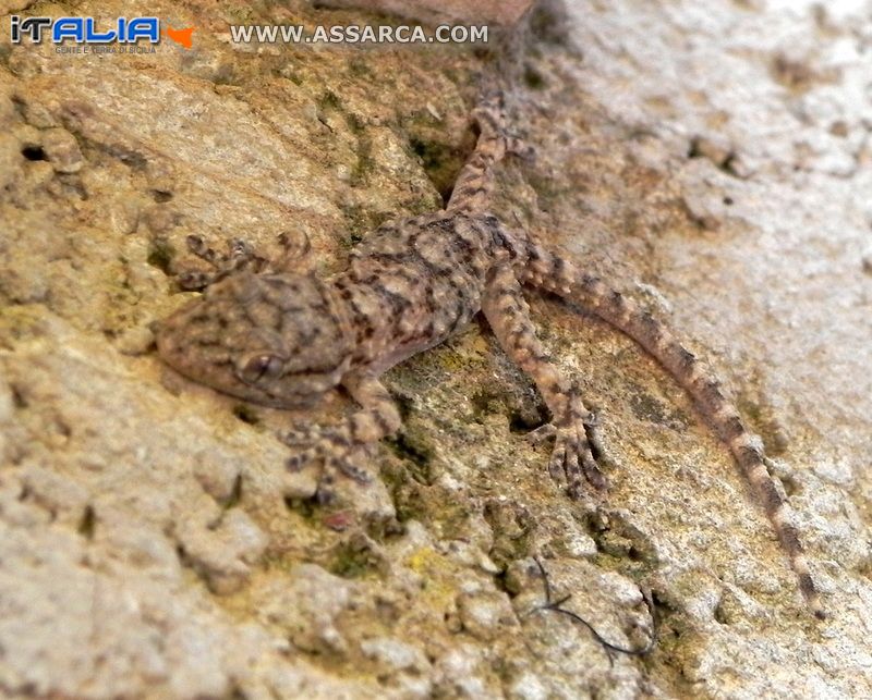 Cucciolo di Geco