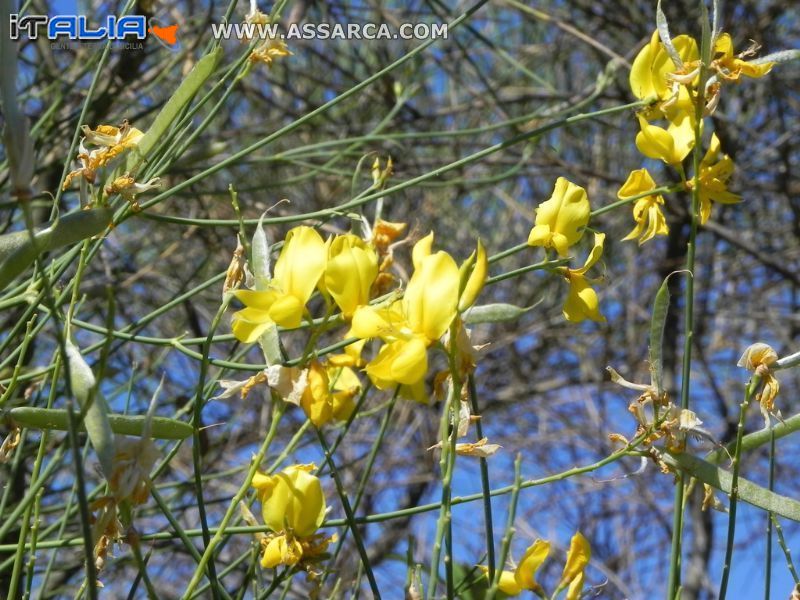 Fiori di Ginestra