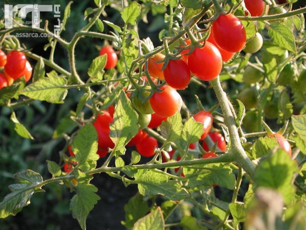 pianta di pomodoro anno 2011