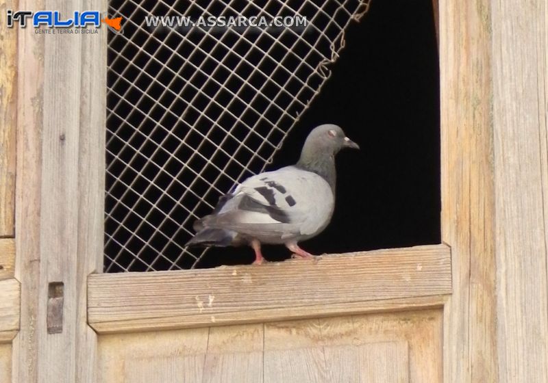 Piccione in pausa di riflessione