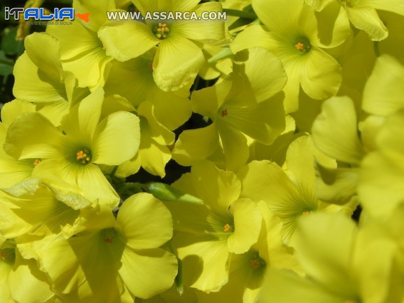 Fiori di Acetosella