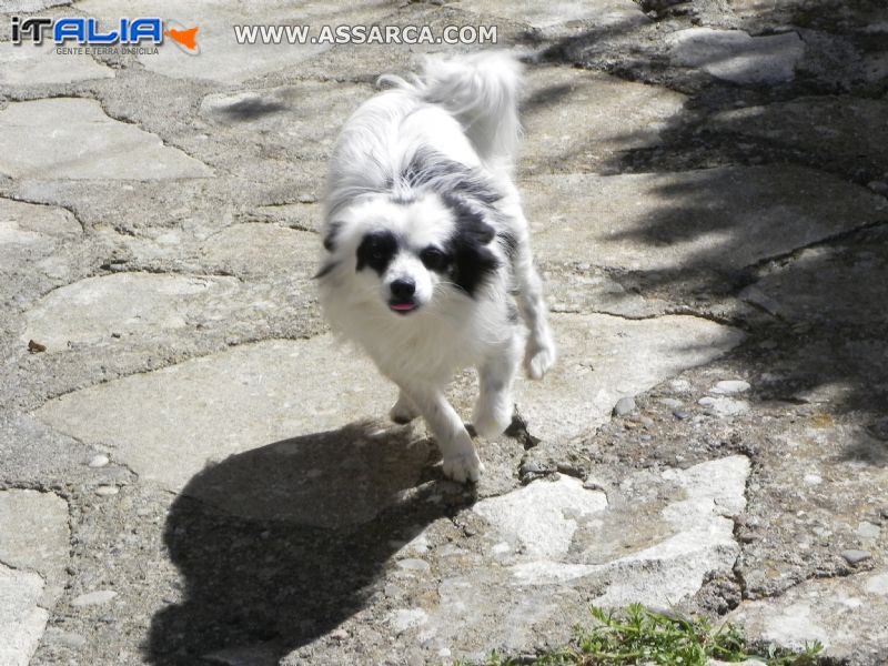 Il cagnolino di Giuseppe